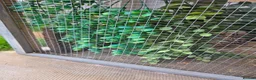 Quail poultry for sale: 4 female and 1 male quail house cage full set up in Lincoln - Advert 3