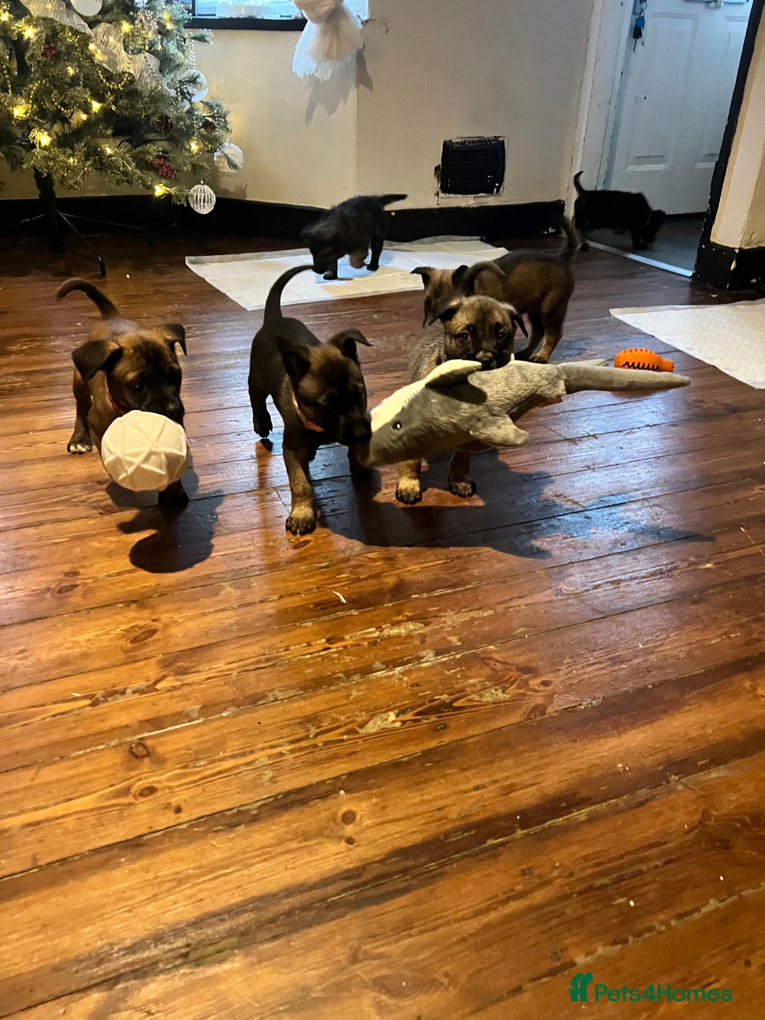 Mixed Breed dogs for sale: Belgium Shepherd mix breed - Advert 6