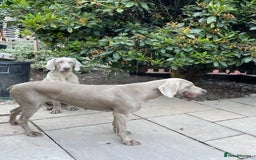 Weimaraner dogs for sale: Quality Weimaraner Puppies - Image 11