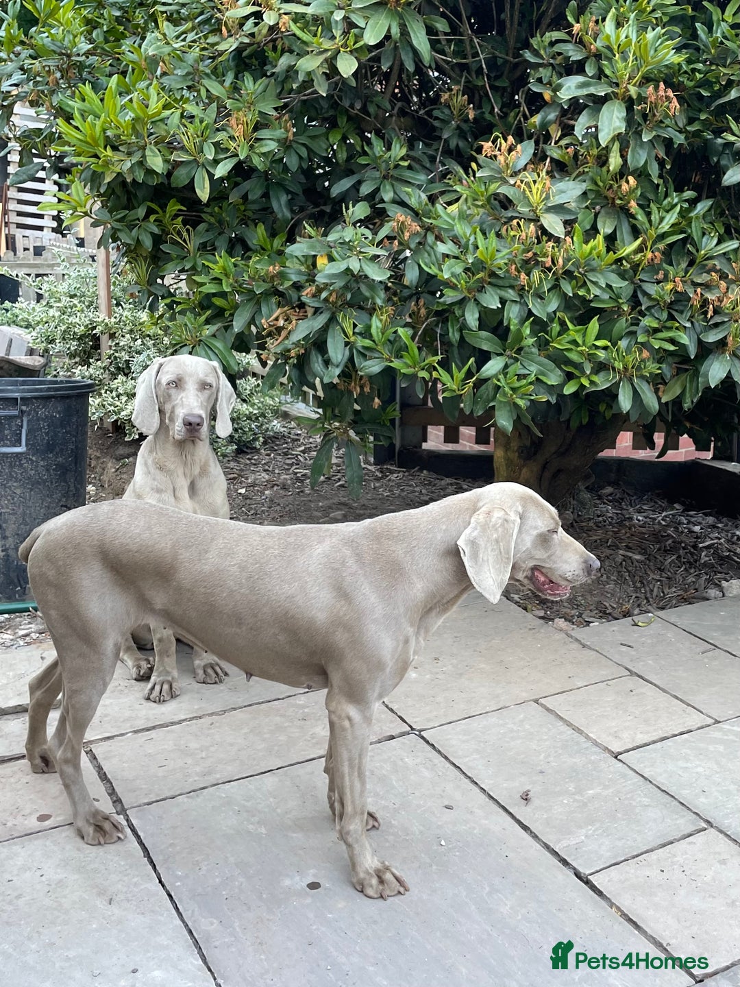 Weimaraner dogs for sale: Quality Weimaraner Puppies - Image 11