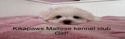 Maltese dogs for sale: Kikapaws Maltese puppies 🐶  - Advert 3