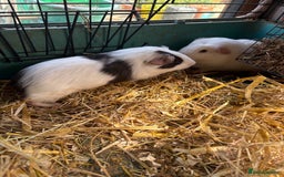 Guinea Pig rodents for sale: Male and female guinea pigs for sale  - Image 15
