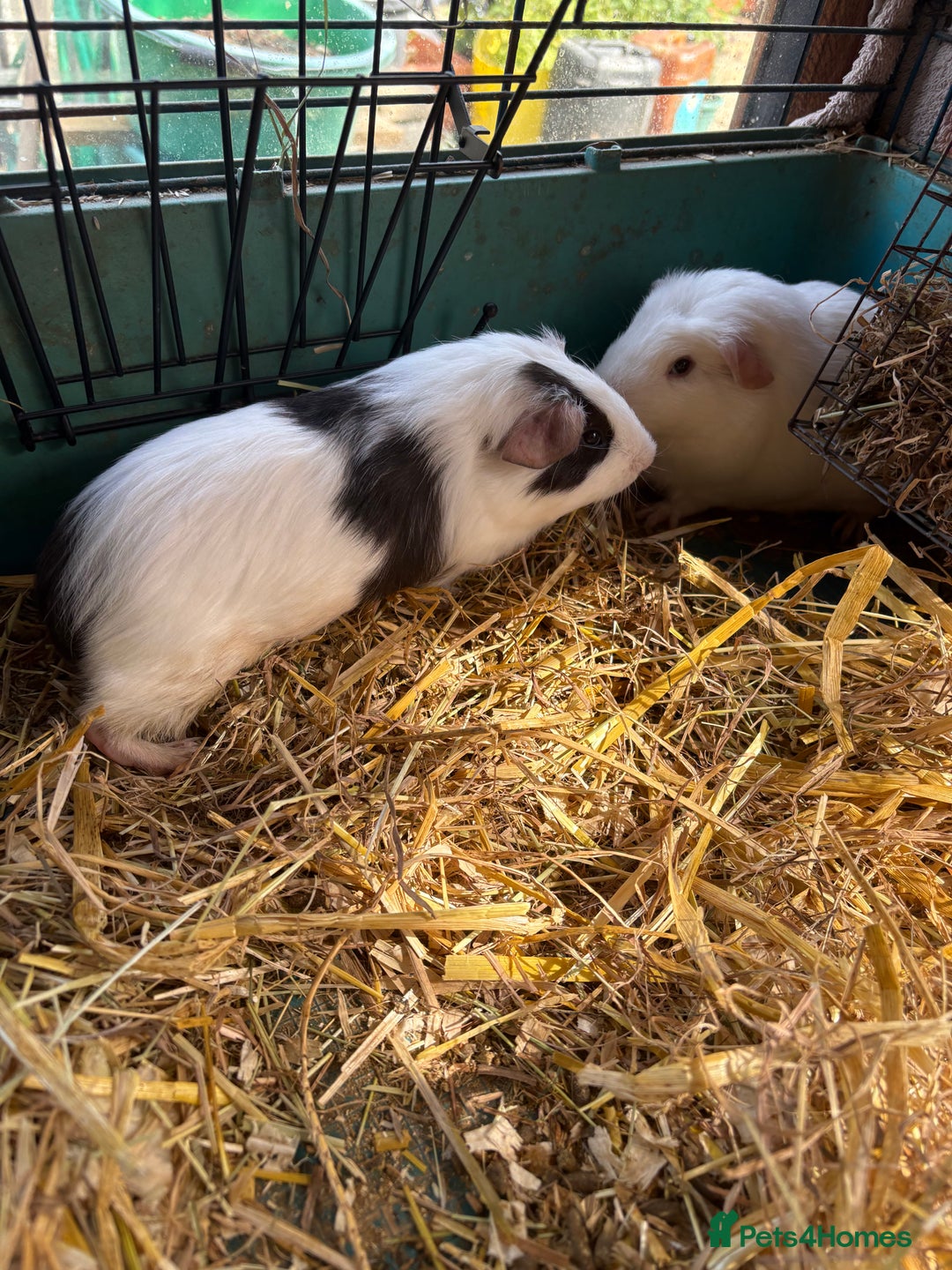 Guinea Pig rodents for sale: Male and female guinea pigs for sale  - Image 15
