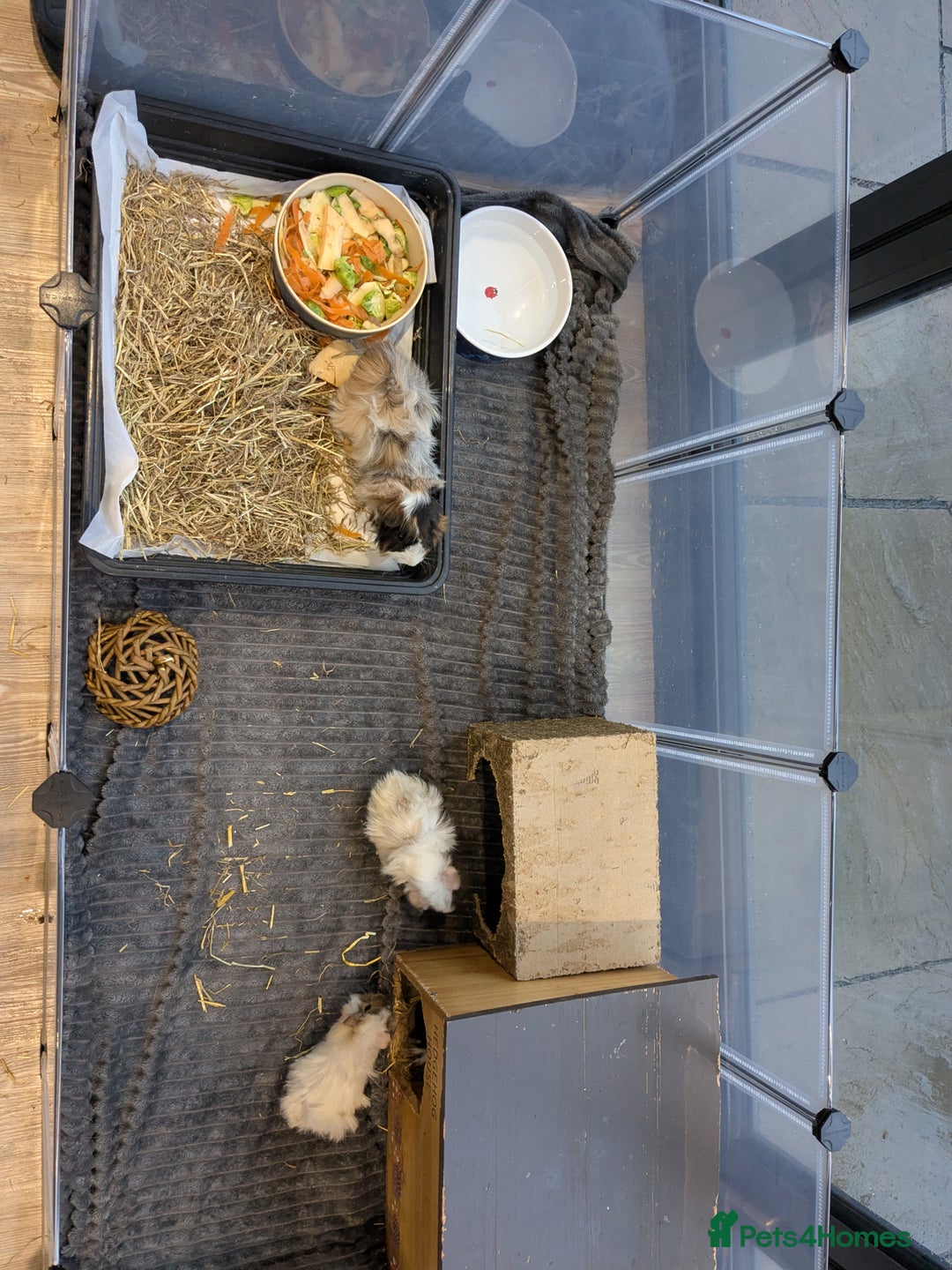 Guinea Pig rodents for sale: GUINEA PIGS ROR SALE - Advert 7