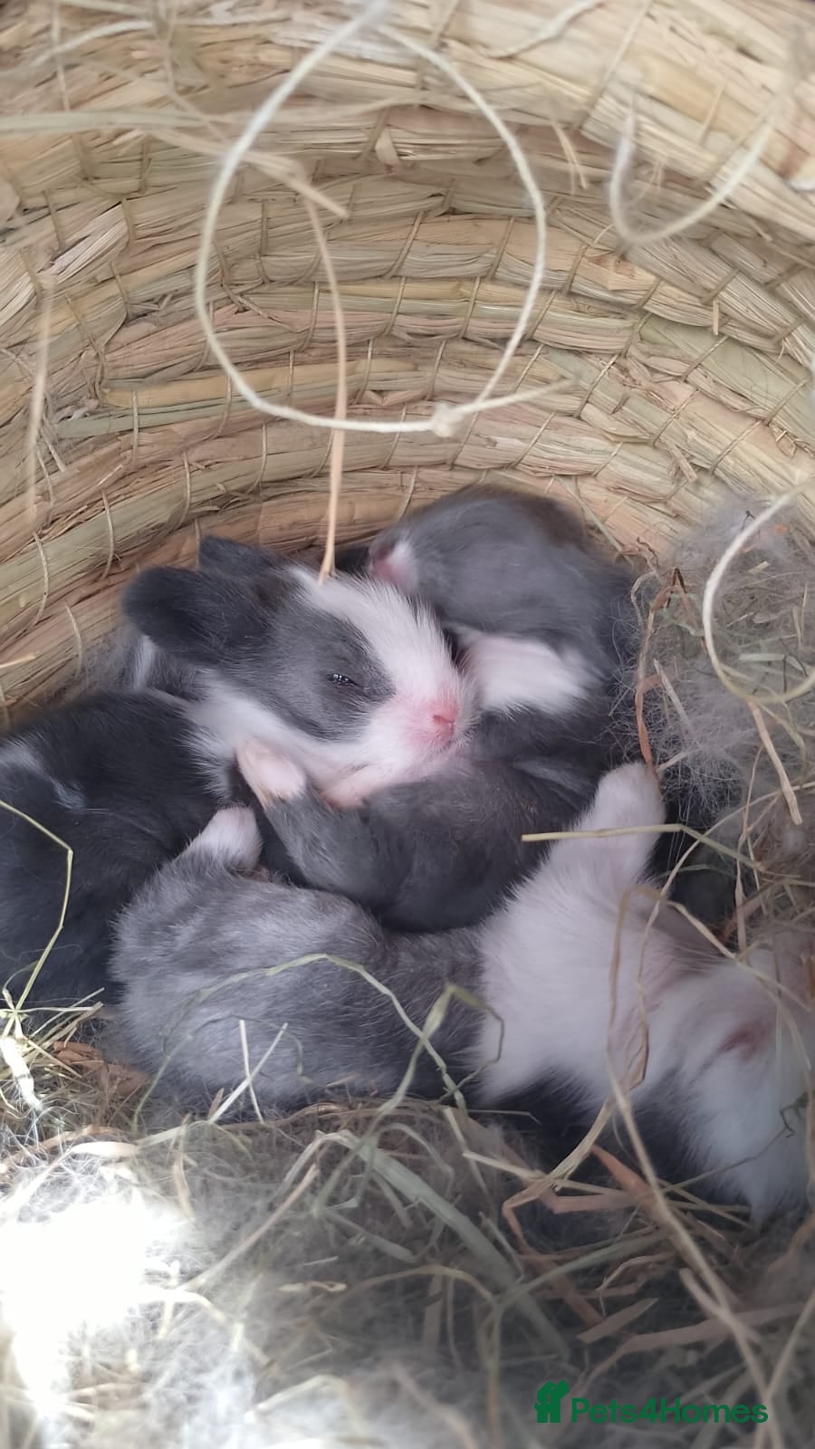 Lionhead rabbits 5 Little kits - Advert 20