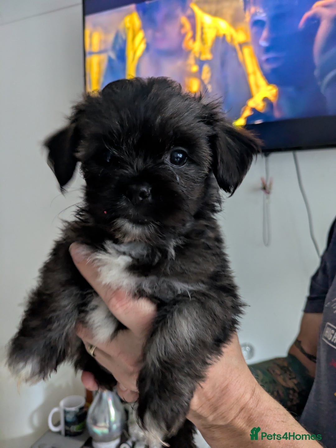 Lhasa Apso dogs for sale: Lhasa apso puppies  - Image 5