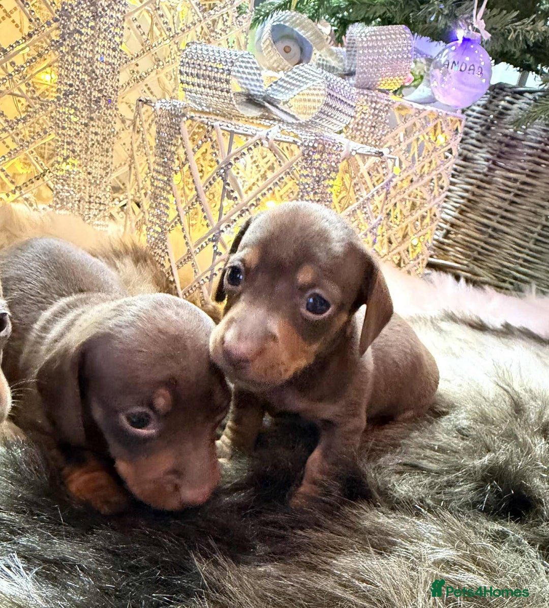 Miniature Dachshund dogs for sale: Miniature Daschunds Pra Clear  - Advert 10