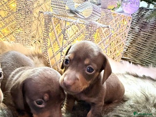 Miniature Dachshund dogs Miniature Daschunds Pra Clear - Advert 14