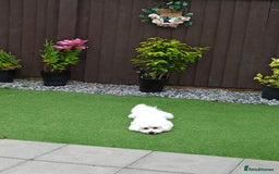 Mixed Breed dogs for sale: Bichon/Maltese male - Image 1