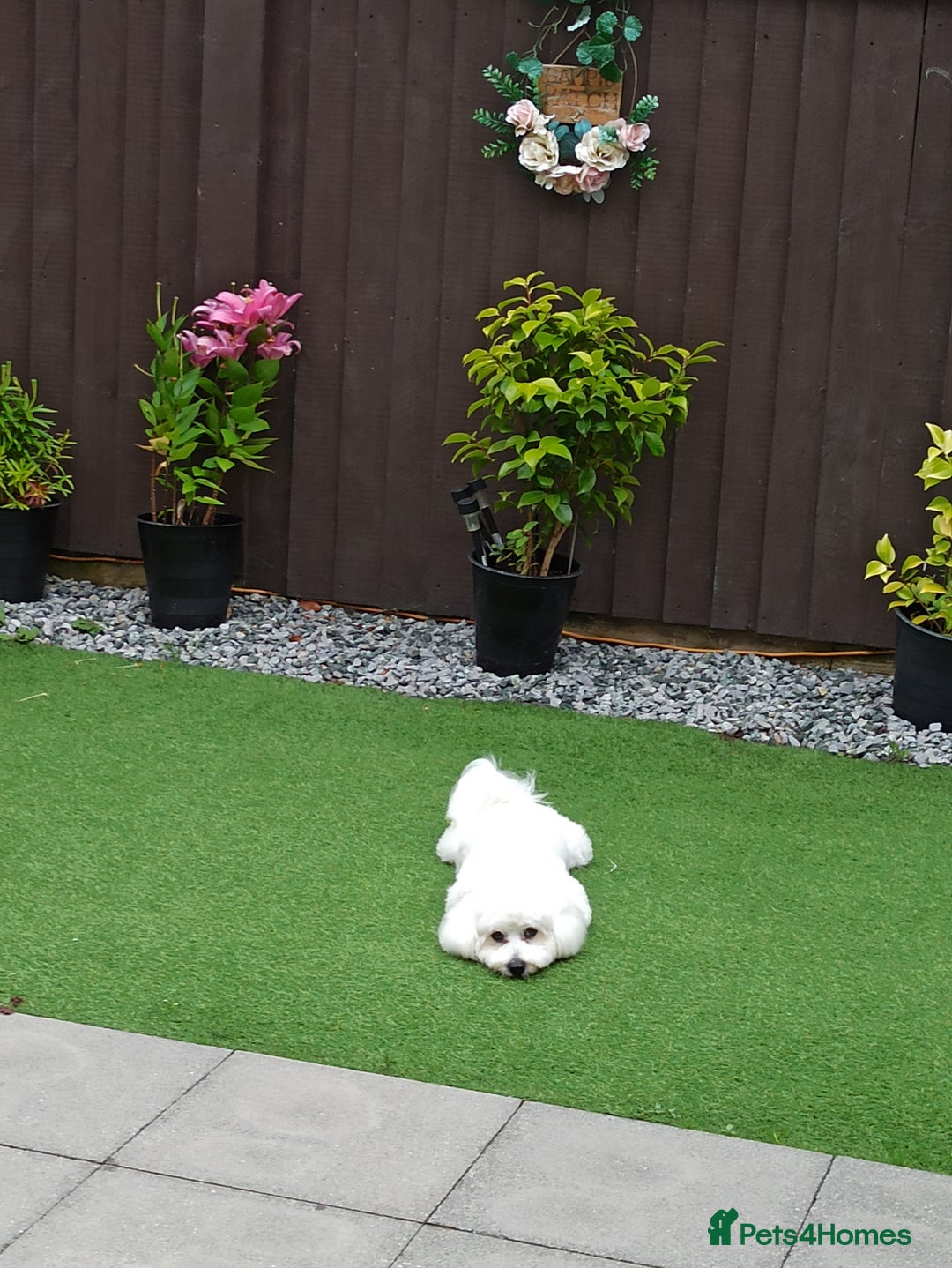 Mixed Breed dogs for sale: Bichon/Maltese male - Image 1