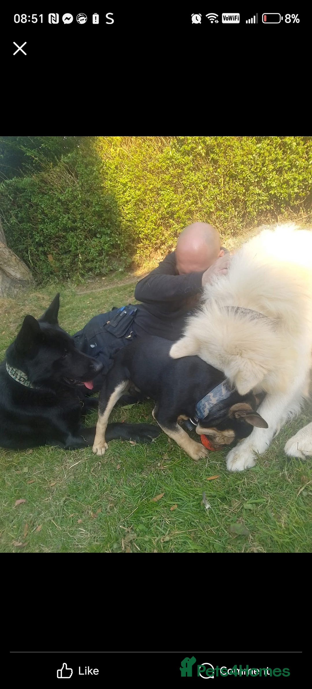German Shepherd dogs for sale: Keiko - Image 5