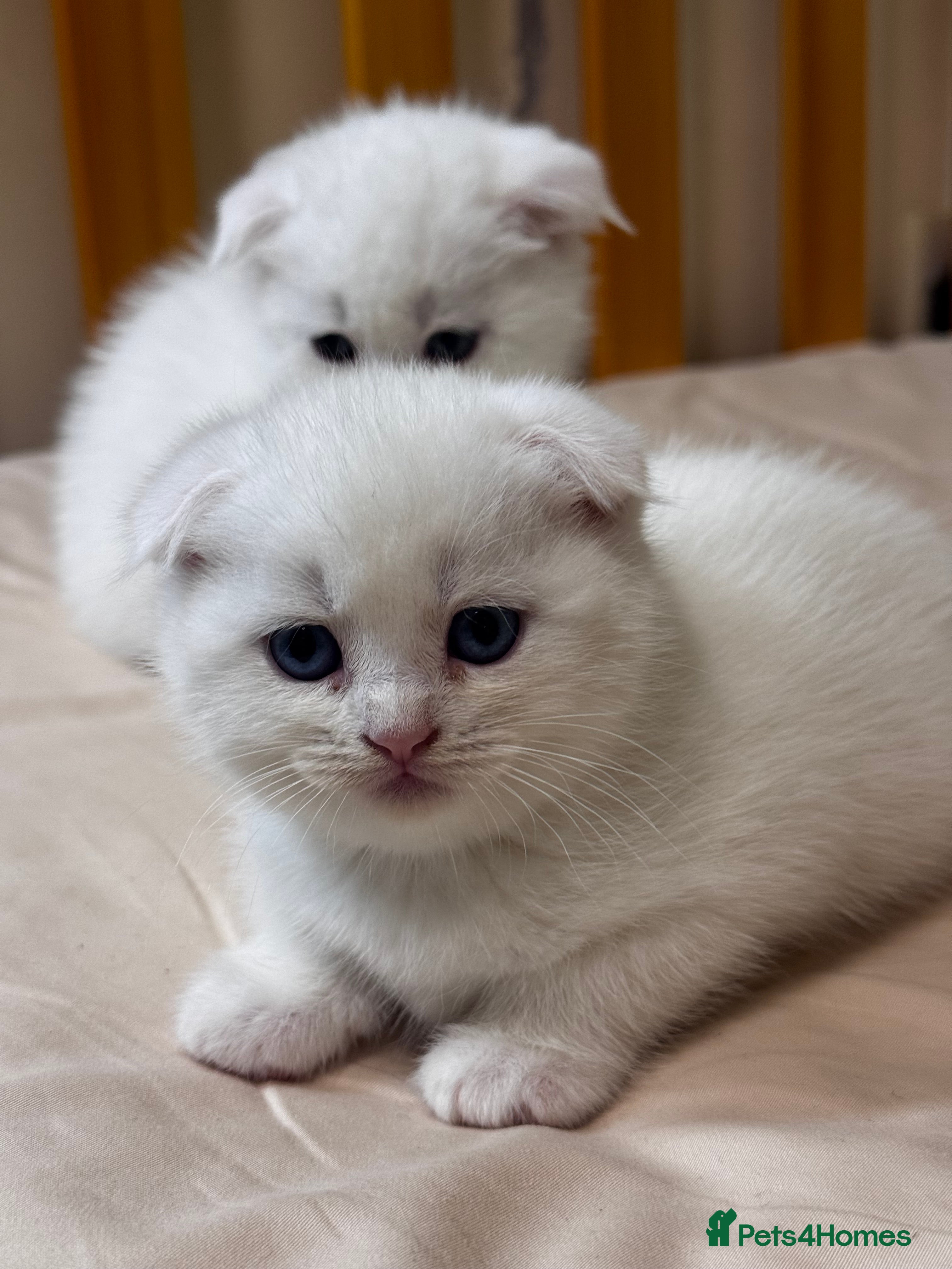 Scottish Fold cats Scottish Straights & Folds  - Advert 7