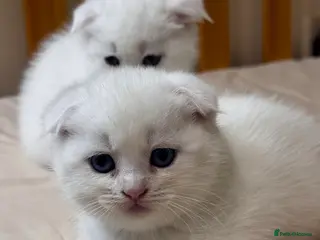 Scottish Fold cats Scottish Straights & Folds - Advert 7