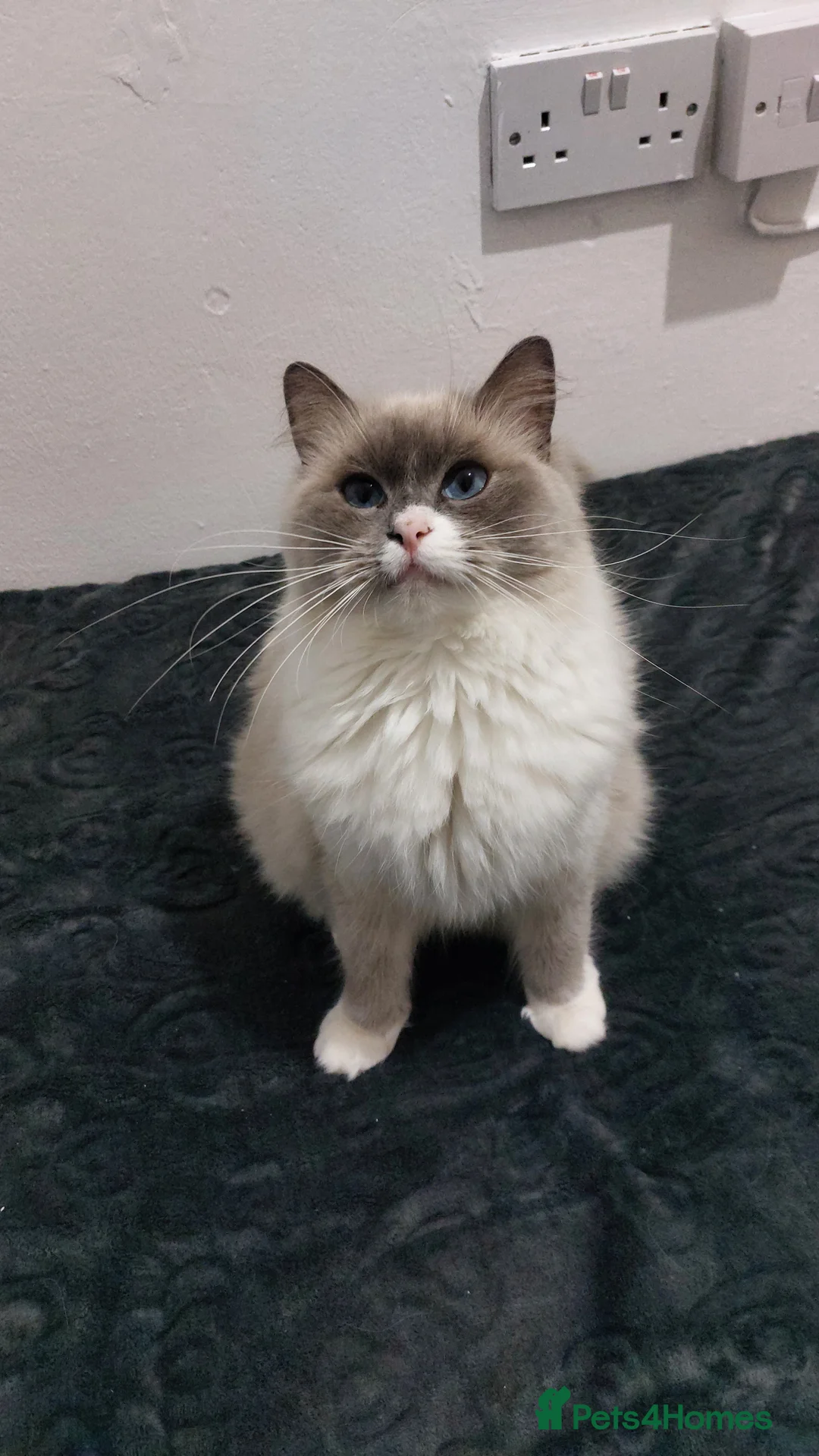 Ragdoll cats for sale: Beautiful Ragdoll Princess  - Advert 19