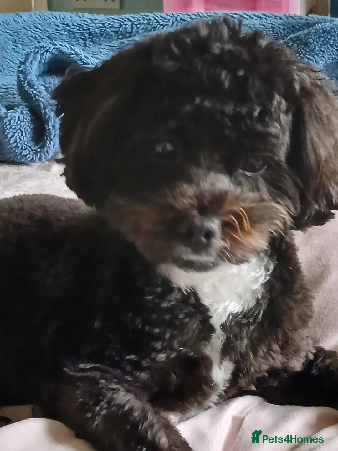 Lhasapoo dogs for sale: Lhasapoo puppy  - Advert 2