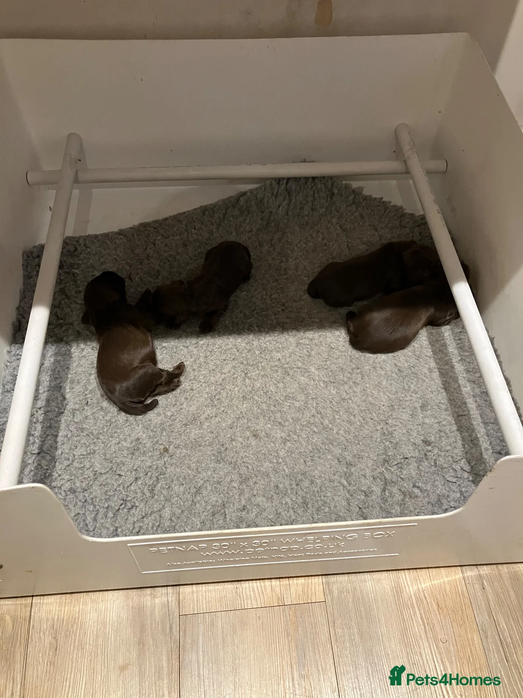 Cocker Spaniel dogs for sale: Working Cocker Spaniels  in Bicester - Advert 14