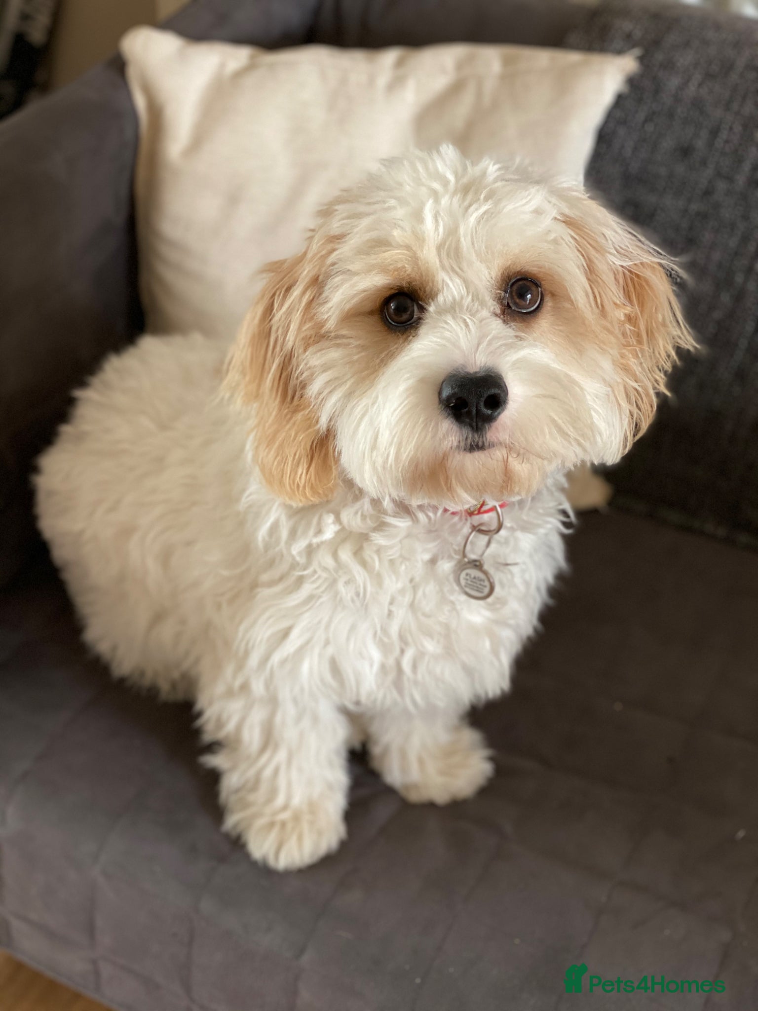 Cavachon dogs for sale: Flash - Cavachon in Taunton - Advert 7