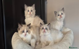 Ragdoll cats for sale: 4 Tica registered Kittens For Sale  - Image 5