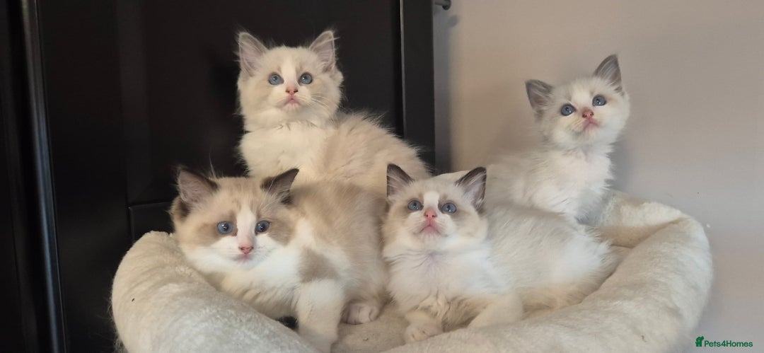 Ragdoll cats for sale: 4 Tica registered Kittens For Sale  - Image 5