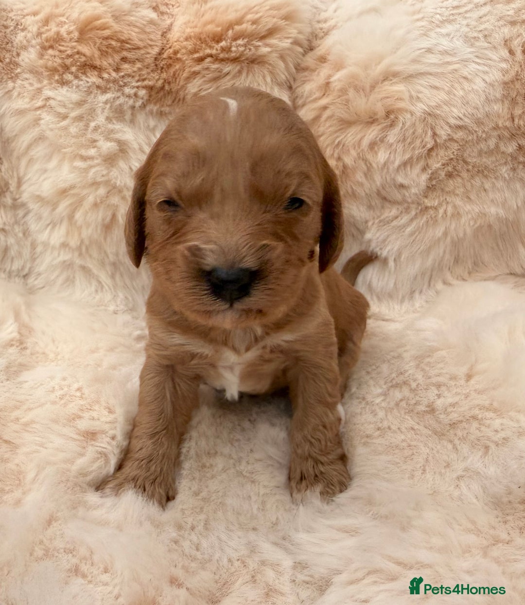 Cavapoo dogs for sale: 🐶 Beautiful Cavapoo Puppies – Ready 3rd March - Advert 16