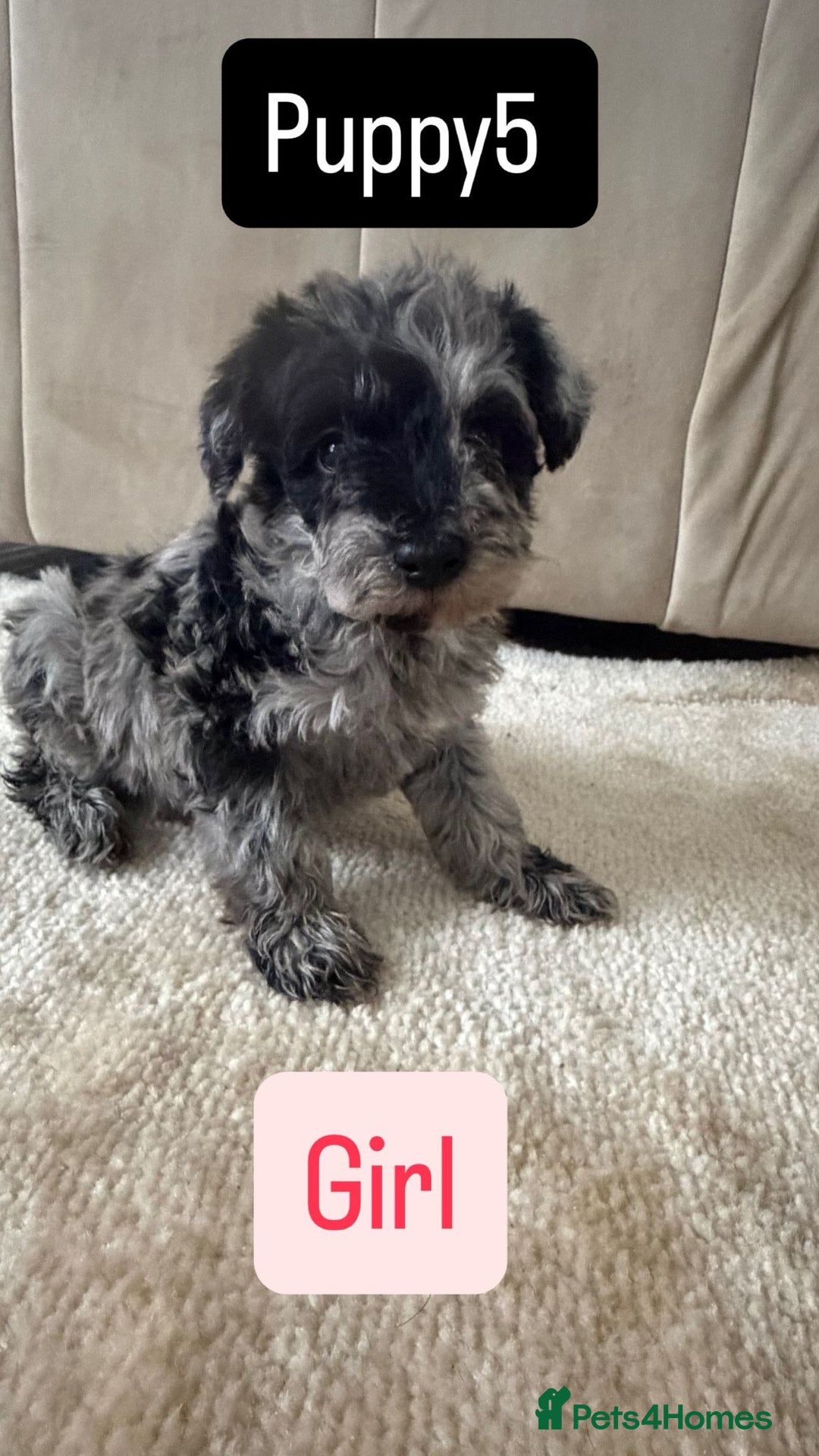 Mixed Breed dogs for sale: Schnoodle puppies for sale  - Advert 13