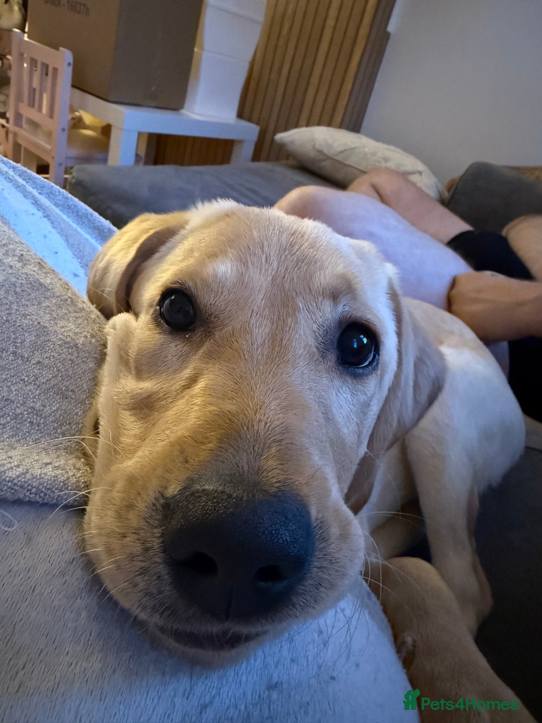 Labrador Retriever dogs for sale: Cream Labrador Retriever Puppy - Image 5