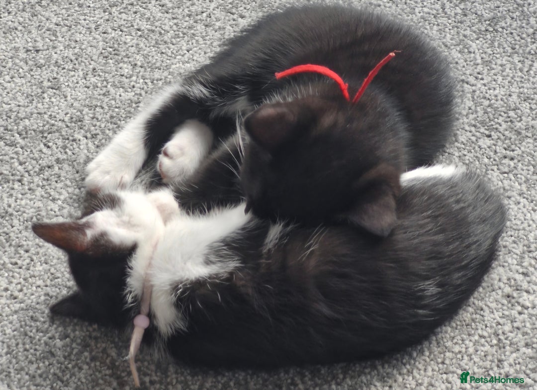 British Shorthair cats for sale: British Shorthair Mix Kittens - Image 10