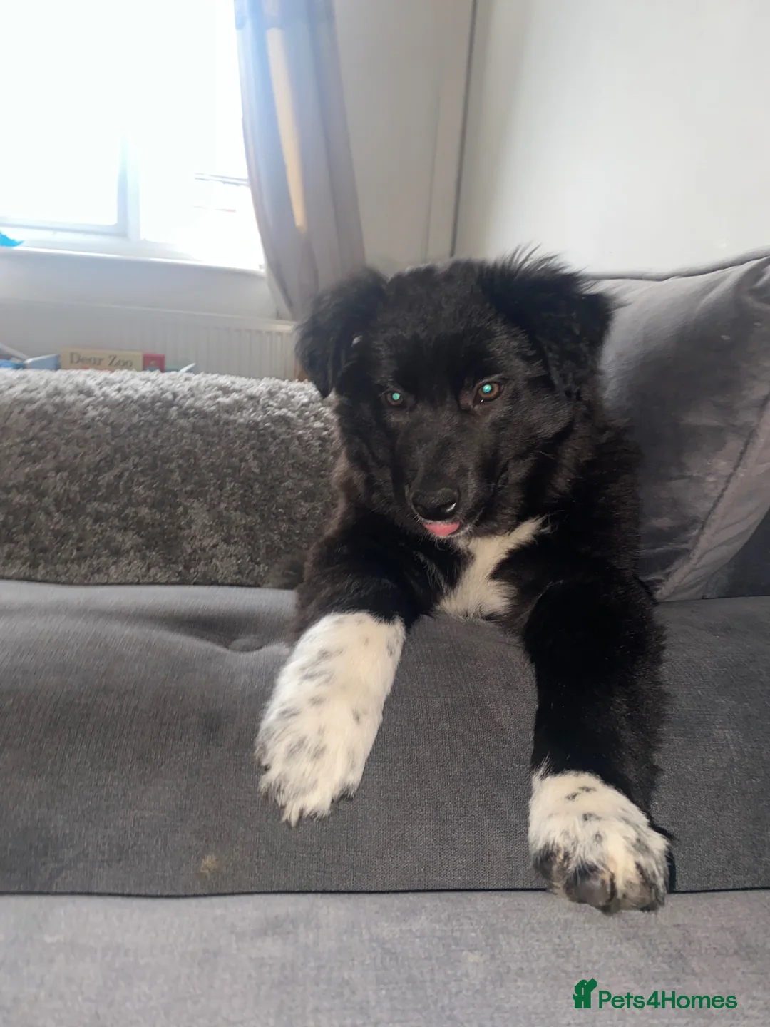 Mixed Breed dogs for sale: Female collie/kalpi in Shrewsbury - Advert 1