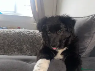 Mixed Breed dogs Female collie/kalpi - Advert 3