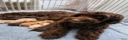 Cockapoo dogs for sale: Beautiful Cockapoo Pups Looking for Loving Homes in Guildford - Advert 1