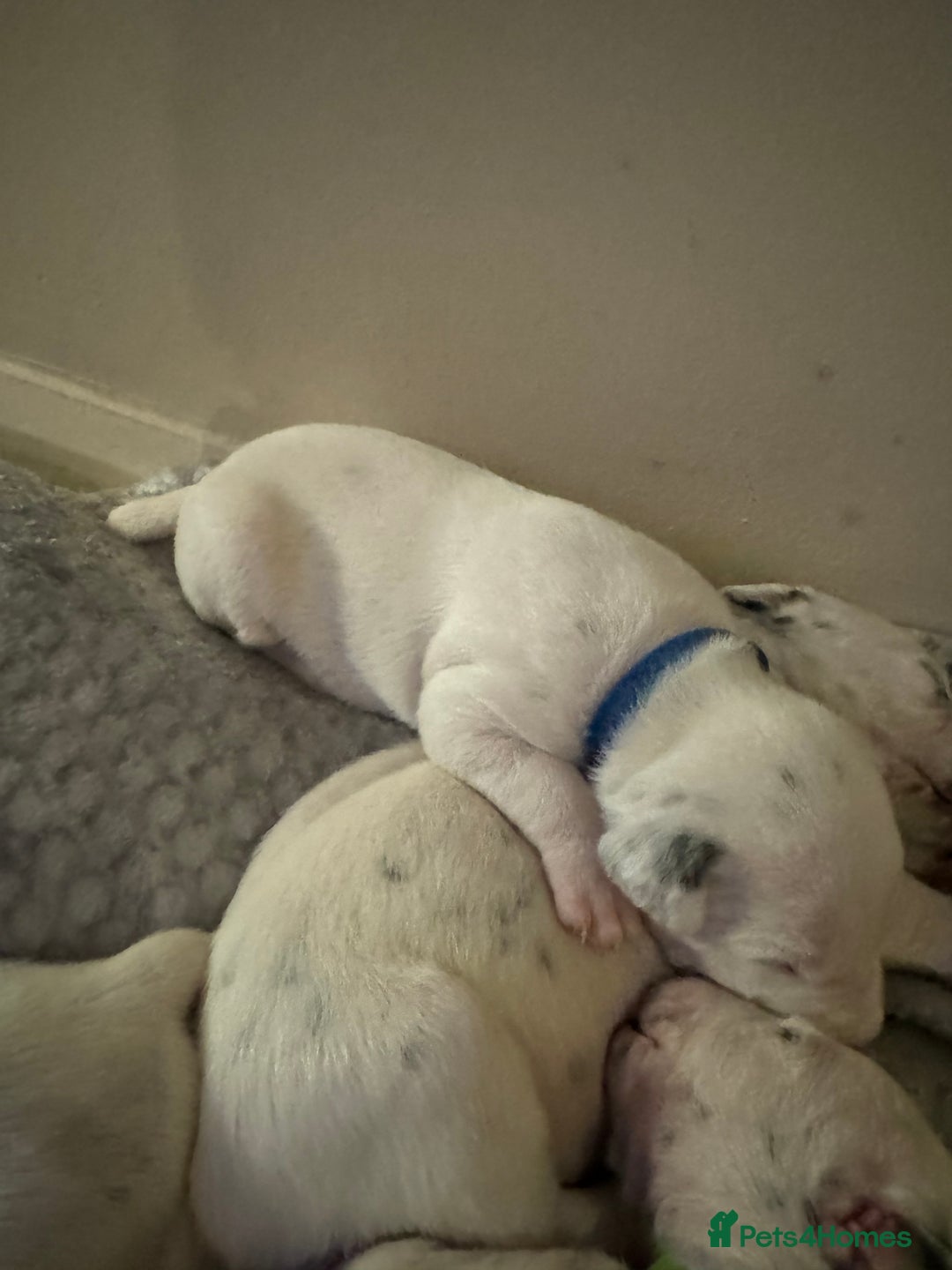 Dalmatian dogs for sale: PEDIGREE Dalmatian Puppies ready by 19th December  - Image 16