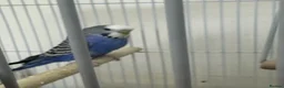 Budgerigars birds for sale: Blue Healthy budgie  in London - Advert 5