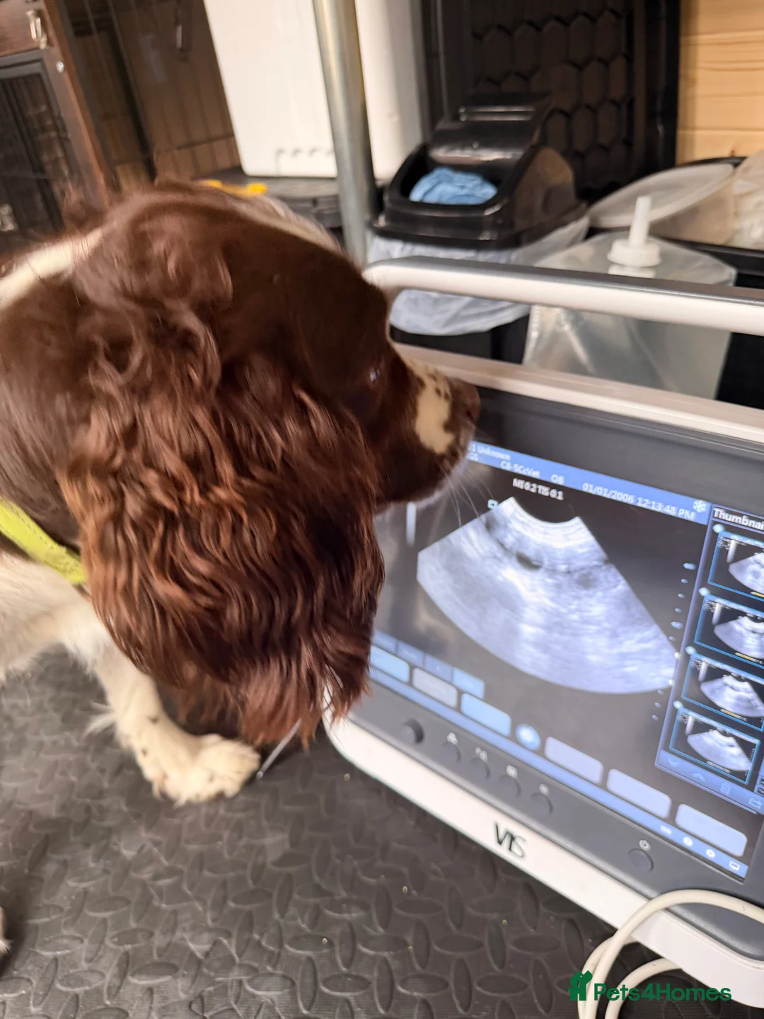 English Springer Spaniel dogs for stud: PROVEN STUD  - Advert 10