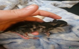 Persian cats for sale: 3 beautiful persian cross shorthair kittens  - Image 3