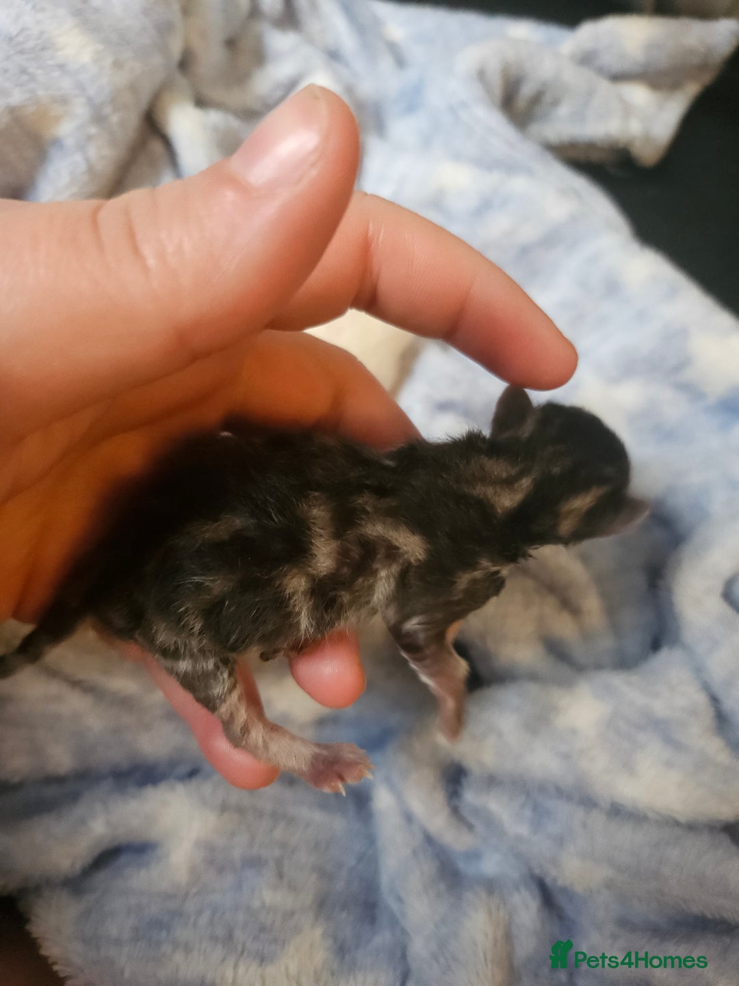 Persian cats for sale: 3 beautiful persian cross shorthair kittens  - Image 3