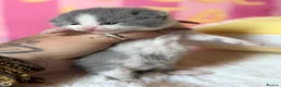 British Shorthair cats for sale: Champion line British Shorthair kittens 🏆🥇😻🐾 - Advert 14