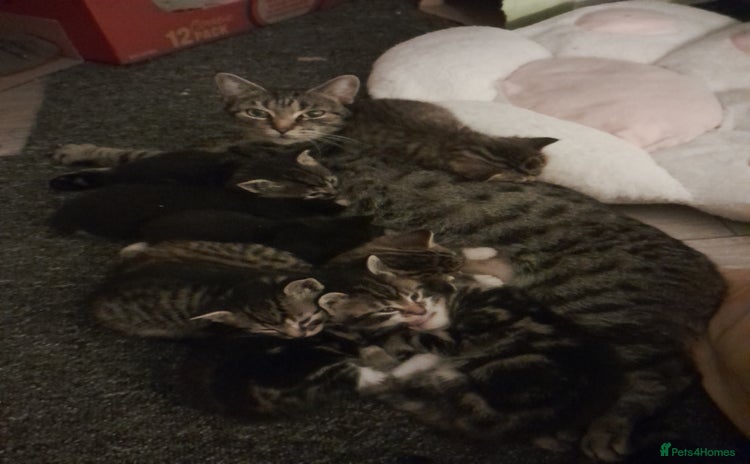 Mixed Breed cats - Advert 15