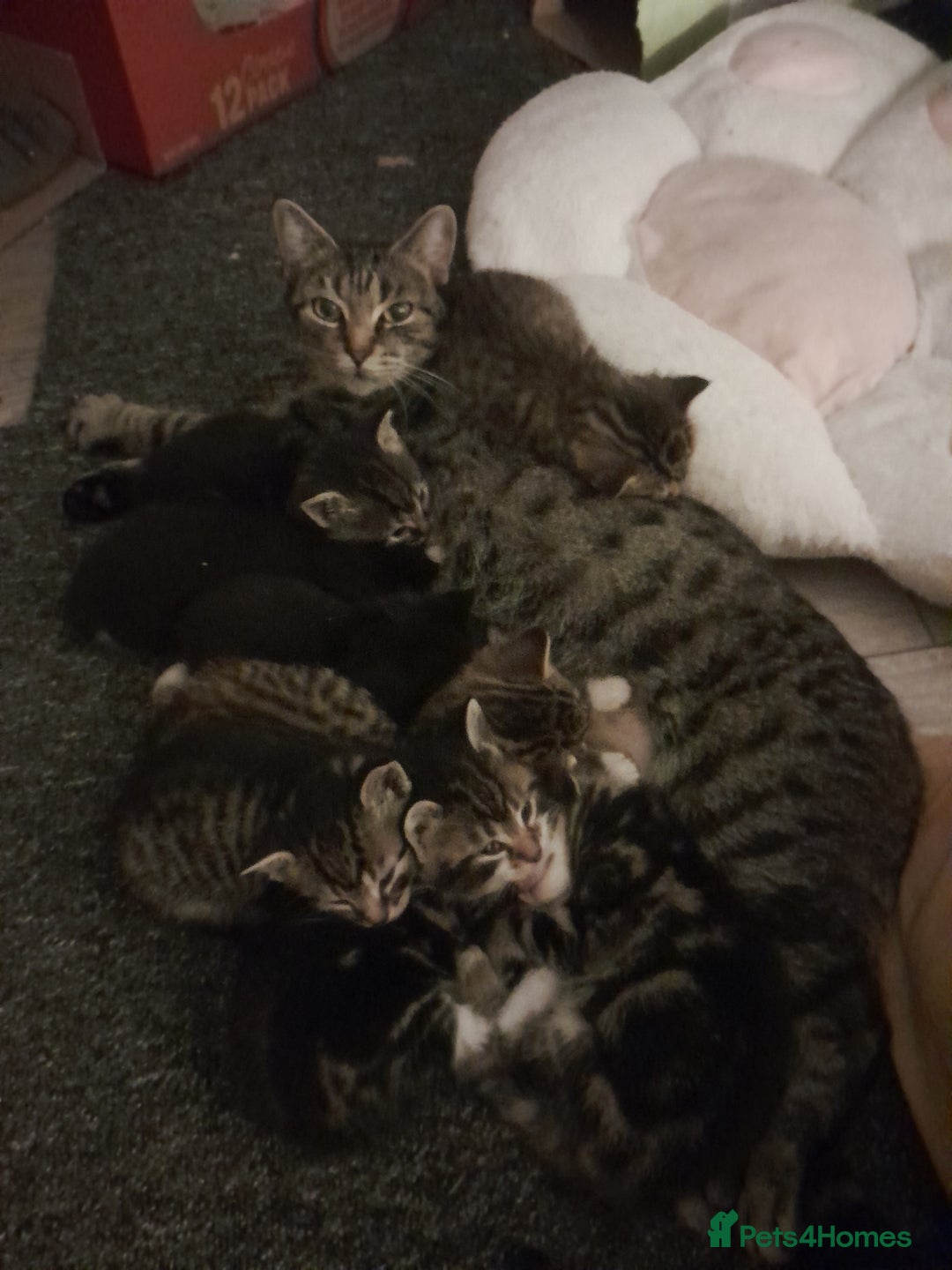 Mixed Breed cats for sale: Playful & cuddly Tabby-Bengal-Mix Kittens £200 - Image 1