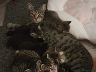 Mixed Breed cats - Advert 22