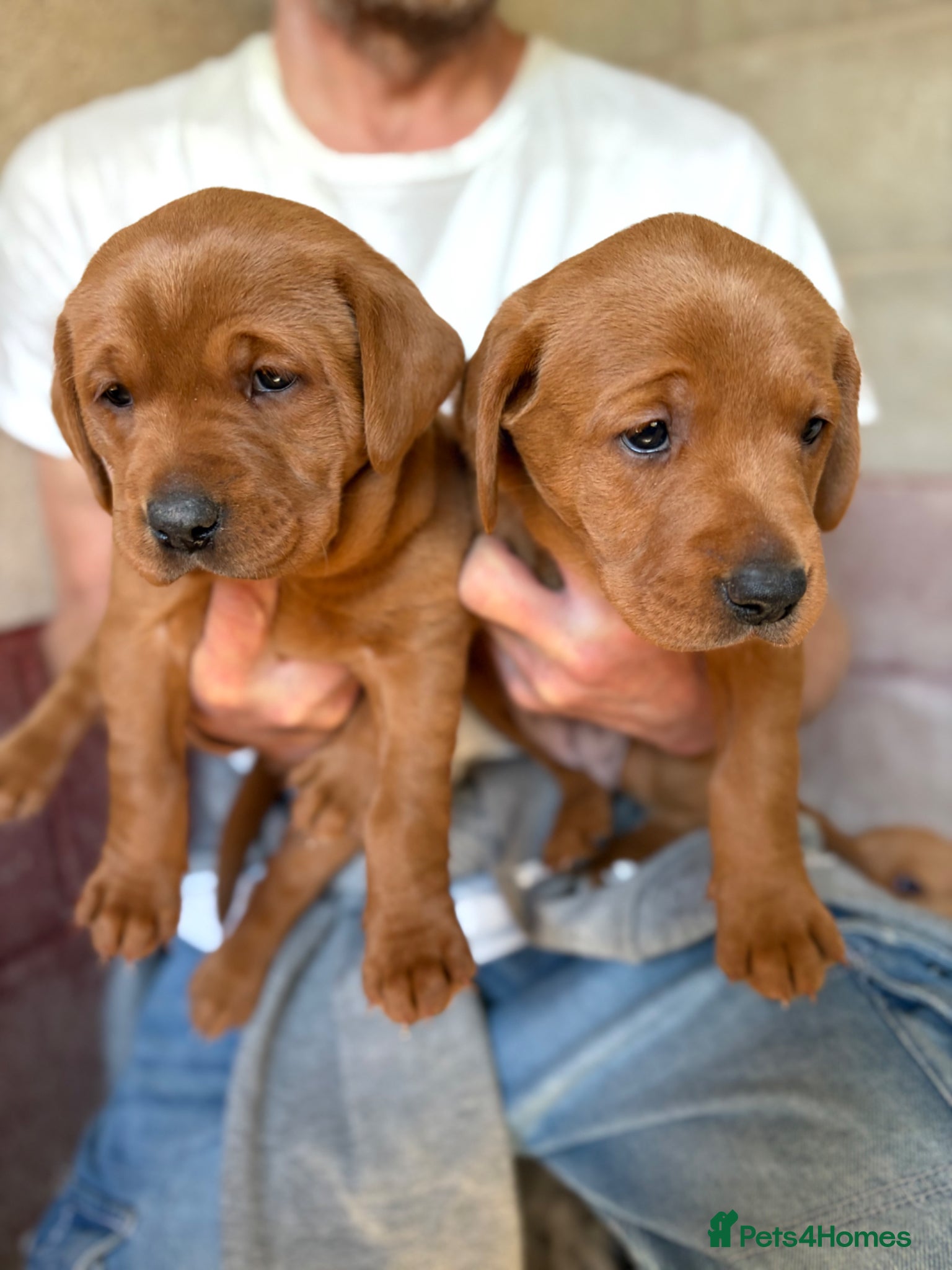 Labrador Retriever dogs Fox Red Labradors  - Advert 1