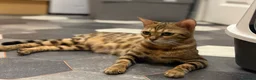 Mixed Breed cats for sale: Bengal mix kittens for sale 🐾 in Bradford - Advert 2
