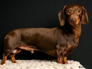 Miniature Dachshund dogs in Corwen - Advert 20