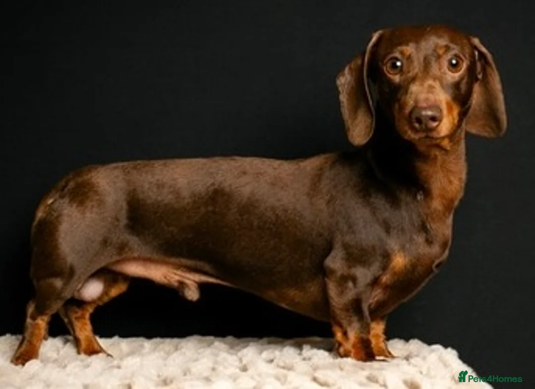 Miniature Dachshund dogs for stud: KC Pra clear chocolate & tan at stud. 4.5kg in Corwen - Advert 1