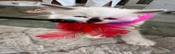 Ragdoll cats for sale: GCCF Registered Ragdoll Kittens - Advert 11