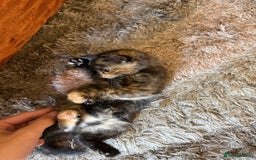 American Shorthair cats for sale: 4 kittens for sale - Image 8