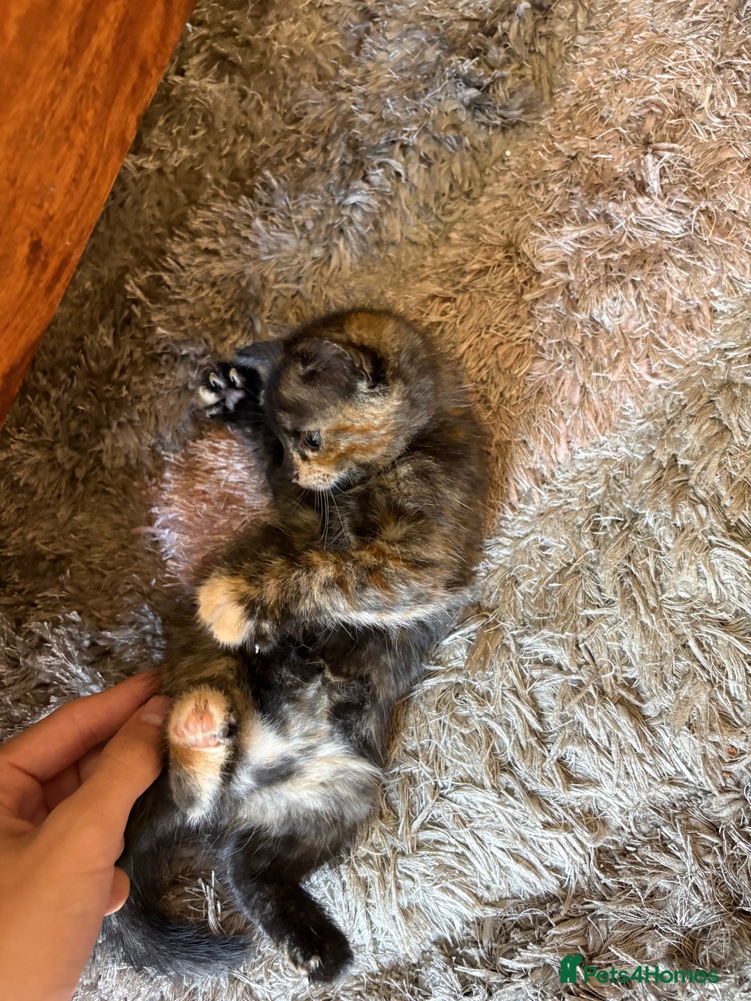 American Shorthair cats for sale: 4 kittens for sale - Image 8