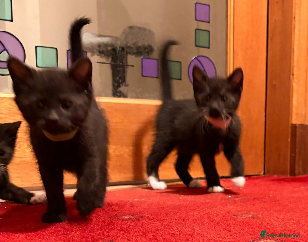 Mixed Breed cats for sale: Gorgeous kittens - Advert 10