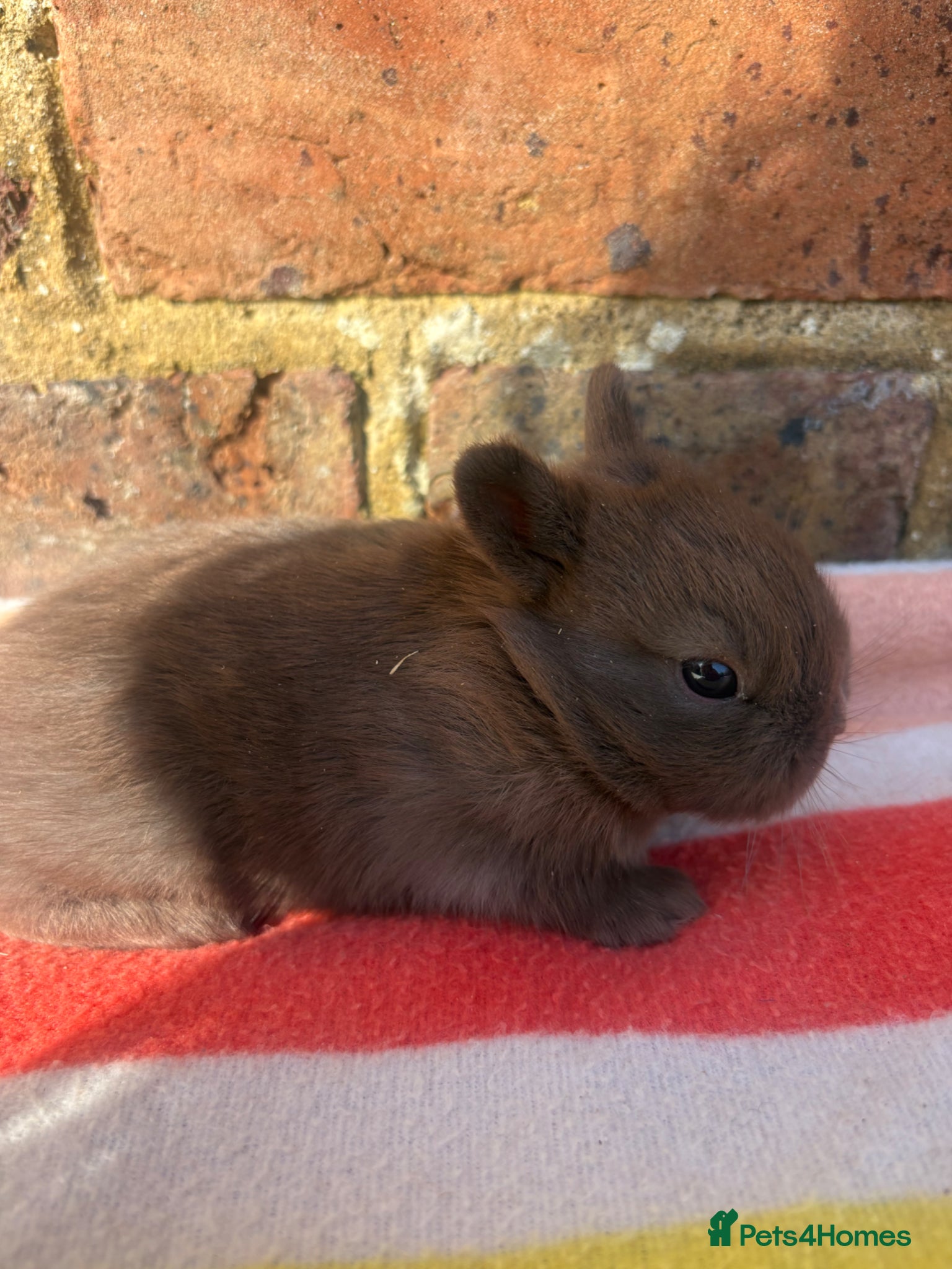 Netherland Dwarf rabbits Sweet Netherland dwarf bunnies  - Advert 3