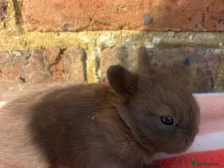 Netherland Dwarf rabbits Sweet Netherland dwarf bunnies - Advert 5