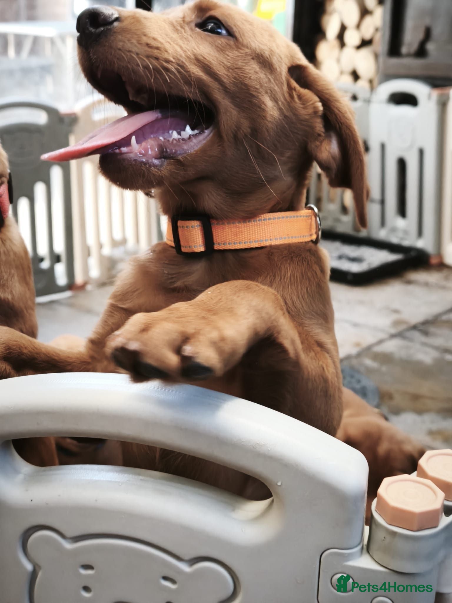 Labrador Retriever dogs Beautiful Fox Red Boys - Advert 18